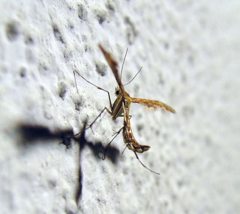 Oxyptilus cf. pilosellae (Pterophoridae)